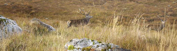 Red deer
